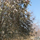 Zašto lišće jabuke nije otpalo u jesen: šta učiniti